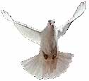 Dove for Holy Spirit